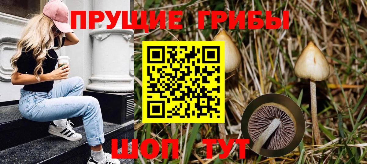 Галлюциногенные грибы Psilocybe  Вход с VPN  Звенигород 